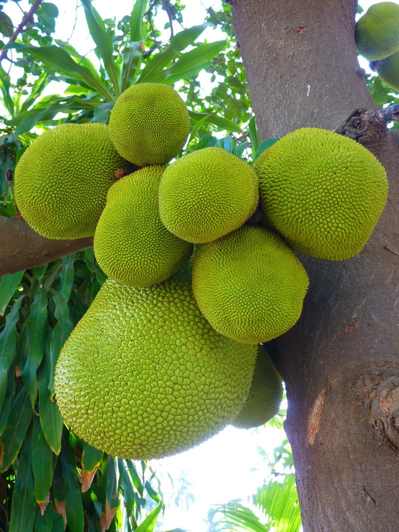 Jackfruit